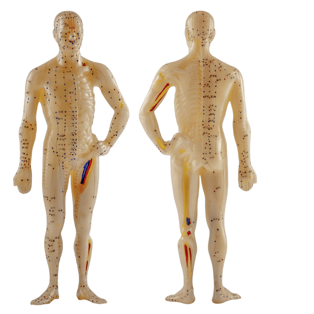 kroppens meridian massage kort